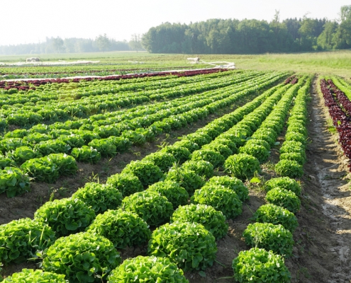 Kopfsalat