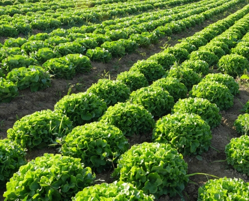 Kopfsalat